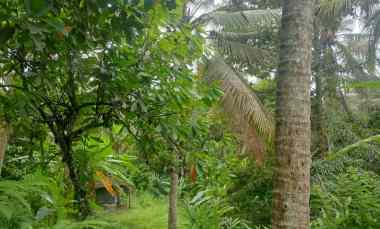 Dijual Tanah Kebun dekat Pantai Murah Tempat Strategis