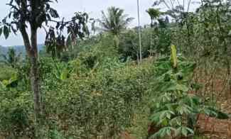 Dijual Tanah Kebun di Ciambar Parungkuda Sukabumi