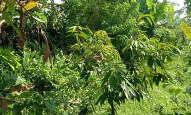 Dijual Tanah Kebun Durian Murah Tempat Strategis