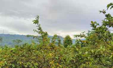 Dijual Tanah Kebun Jambu Seluas 17.000