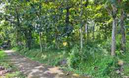 Dijual Tanah Kebun Jati 1200m Kerjo Karanganyar