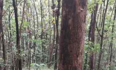 Dijual Tanah Kebun Jati di Kuningan Jawa Barat