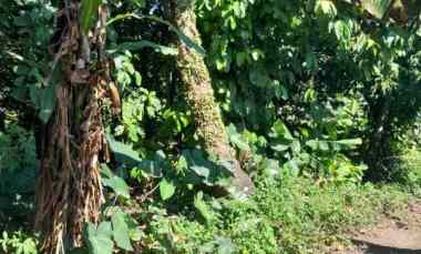 Dijual Tanah Kebun Lingkungan Penduduk Akses Mobil