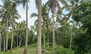 Dijual Tanah Kebun Los Sungai Murah