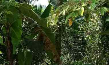 Dijual Tanah Kebun Los Sungai Murah Tempat Strategis