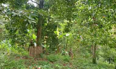 Tanah Dijual di Ds. antosari, kec selemadeg barat, kab Tabanan bali