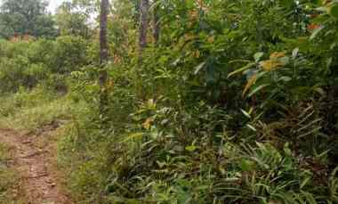 Dijual Tanah Kebun Luas 4471m2