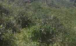 Dijual Tanah Kebun Luas dan Harga Murah