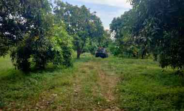 Dijual Tanah Kebun Mangga Masih Produktif
