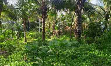 Tanah Dijual di Desa lumbung, kec selemadeg barat Tabanan bali