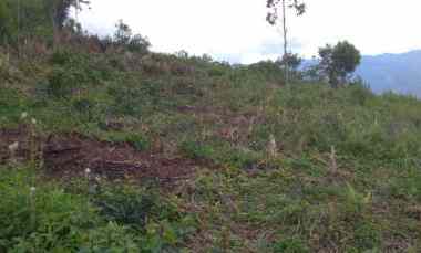 Dijual Tanah Kebun Murah dan Strategis