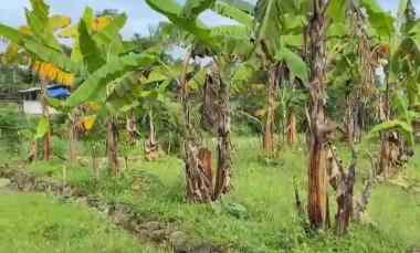 Dijual Tanah Kebun Pisang Akses jl Mobil