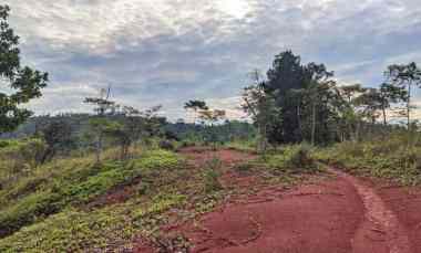 Dijual Tanah Kebun Produktif dan Strategis