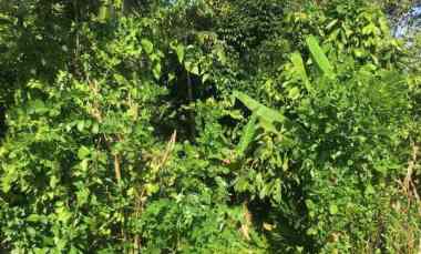 Tanah Dijual di Ds. angkah, kec selemadeg barat, kab Tabanan bali