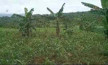 Dijual Tanah Murah 100 Rata Akses Maduk Mobil yang Minat Hub Lewat WA