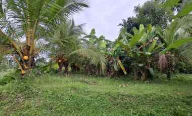 Dijual Tanah Kebun View Sawah Terasering di Selemadeg Barat Tabanan