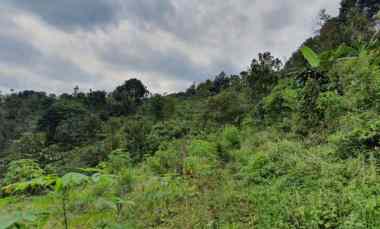 Jual Tanah Perkebunan Luas di Kawasan Wonosalam Jombang