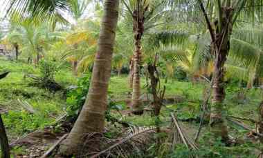 dijual tanah kerambitan tabanan bali