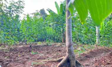 Tanah Datar Murah 2274m2 hanya 375 JT Kerjo Karanganyar