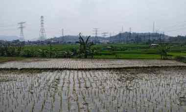 Dijual Cepat Sawah Produktif Kertamulya Padalarang Bandung Barat