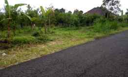 Kebun Jeruk di Kintamani Bali dekat Buahan Kaja Payangan Gianyar