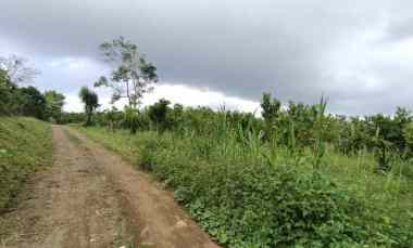 1 Hektar Kebun Jeruk dekat Jalan Raya Katung Kintamani Bali