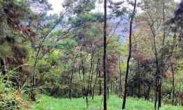 Dijual Tanah Komplek Hutan Pinus Kemuning Karanganyar