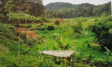 Dijual Cepat Tanah Cocok untuk Pertanian dan Peternakan