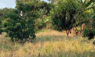 Tanah Strategis dekat Kampus Undip di Mulawarman Timur Semarang