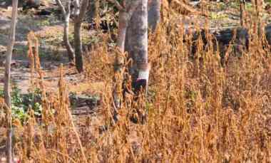 Dijual Cepat Tanah Pekarangan di Lebo Sidoarjo Jawa Timur