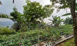 Tanah Dijual di lembang