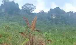 Lahan Strategis Luas, 200 Ribu/meter di Leuwi Karet Kelapa Nunggal Bgr