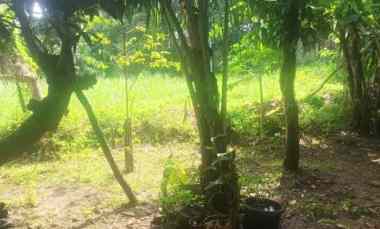 Jual Kavling dalam Cluster Lippo Karawaci Harga Dibawah Pasaran