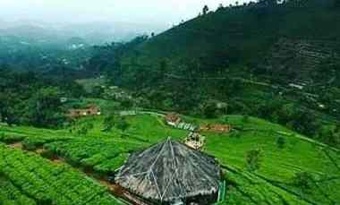 Dijual Cepat Perkebunan Teh Hijau Produktif Lokasi Majalengka