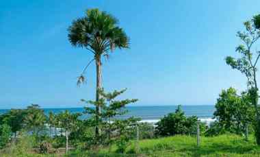 Dijual Lahan Premium View Pantai dan Perbukitan di Medewi Beach
