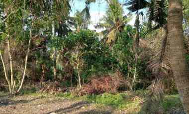 dijual tanah medewi beach pekutatan