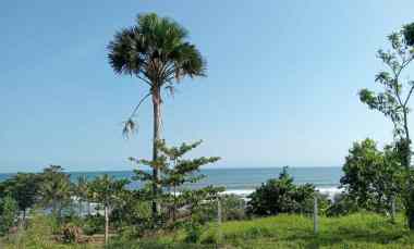 dijual tanah medewi kec pekutatan kab