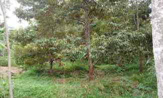 Tanah Dijual di desa lengkong