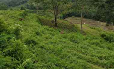 Tahan Luas 2,5 Ha Lokasi Strategis dekat Malang Dream Land