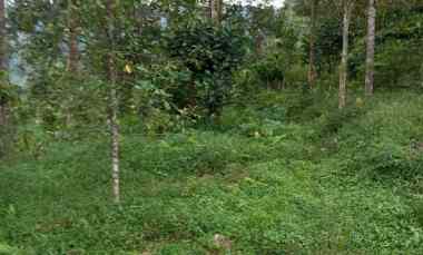 Dijual Kebun Durian Luas Lokasi Strategis di Ngantang Malang