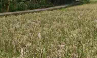 Dijual Tanah Sawah Los Sungai di Nyitdah Kediri Tabanan Bali