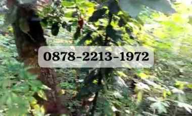 Tanah Dijual di SAYAP PASTEUR BANDUNG