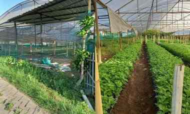 Tanah Dijual di pandanrejo