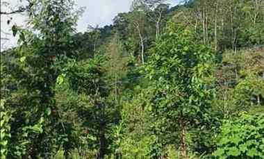 Dijual Kebun Alpukat Produktif di Sukasada Buleleng Bali