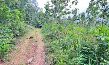 Dijual Tanah Pekarangan 1 Hektar Sambirejo, Sragen Solo