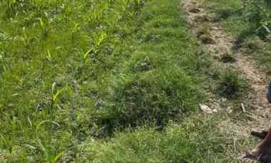 Dijual Tanah Pekarangan Murah, Belakang Kiat Trucuk