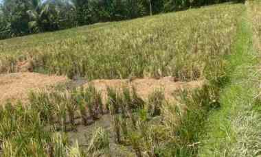 Dijual Tanah Sawah Produktif dekat Air Panas Penatahan Penebel Tabanan