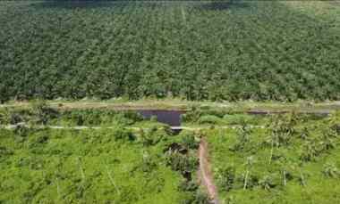 Dijual Lahan Produktif 30 Hektar Strategis Kalimantan Barat