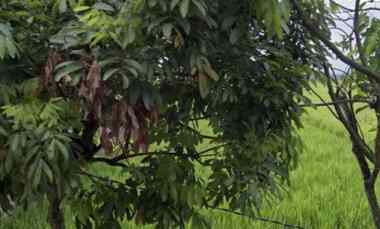 Dijual Tanah Persawahan untuk Investasi