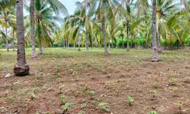 Tanah Dijual di jalan mumbul sari bayan lombok utara